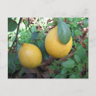 Postal Myers Lemons