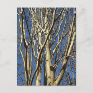 Postal Myrtle De Violación En Invierno