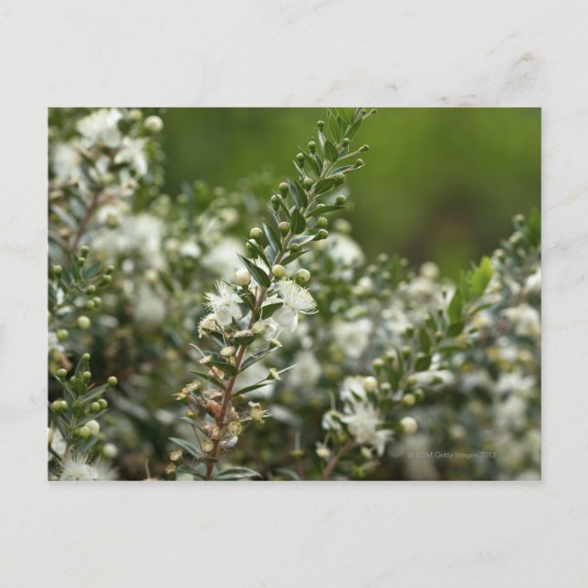 Postal myrtle verdadero en flor (Anverso)