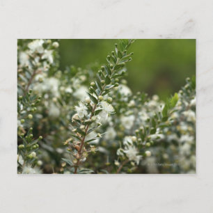 Postal myrtle verdadero en flor