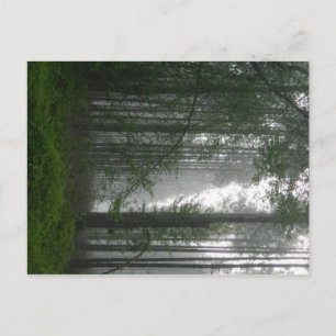 Postal Mystic Woods