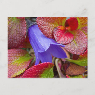 Postal N.A., EE. UU., Alaska. Campanilla azul en la tund