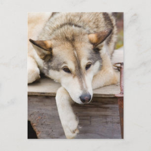 Postal N.A., EE. UU., Alaska. Perros de trineo Husky