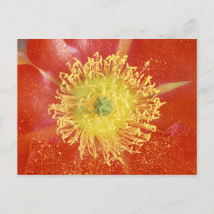 Postal N.A., EE.UU., Arizona, Casa Grande, NM, desierto