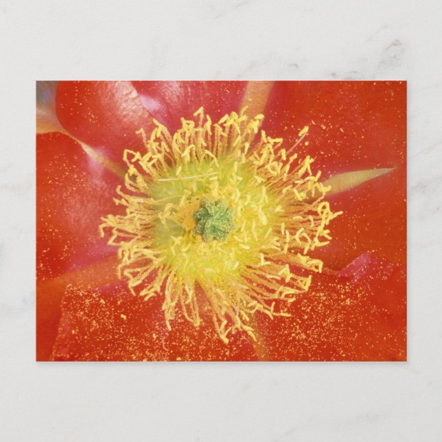 Postal N.A., EE.UU., Arizona, Casa Grande, NM, desierto (Anverso)