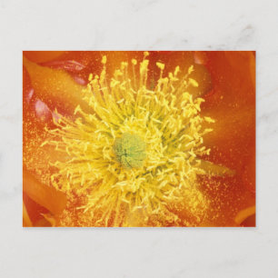 Postal N.A., EE.UU., Arizona, Tucson, desierto de Sonora 