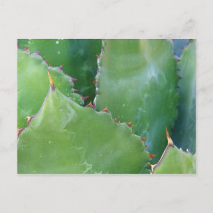 Postal N.A., EE. UU., Arizona, Tucson, Desierto de Sonora