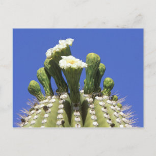 Postal N.A., EE.UU., Arizona, Tucson, desierto Sonora 2