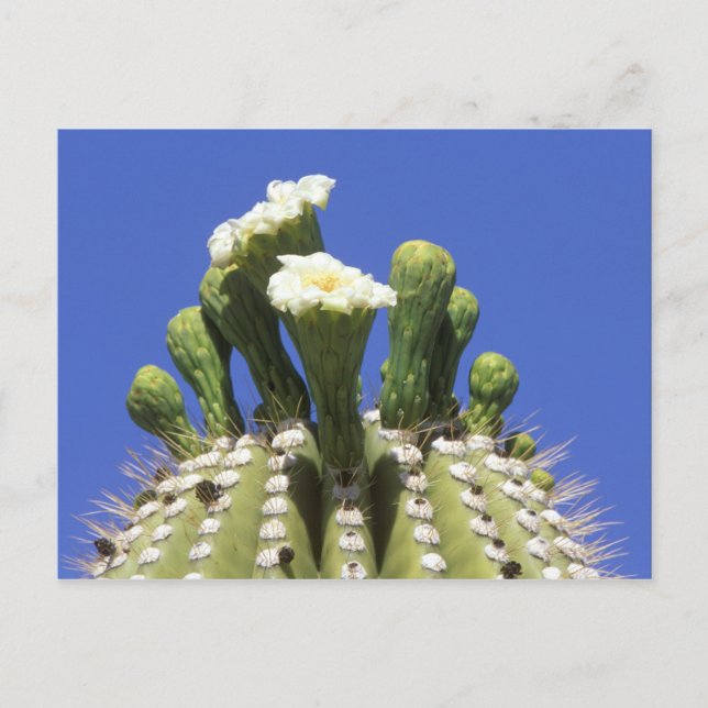 Postal N.A., EE.UU., Arizona, Tucson, desierto Sonora 2 (Anverso)