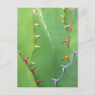 Postal N.A., EE. UU., AZ, Phoenix, Desert Botanical 2