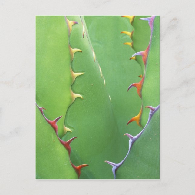 Postal N.A., EE. UU., AZ, Phoenix, Desert Botanical 2 (Anverso)