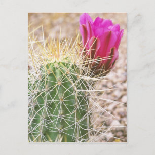 Postal N.A., EE. UU., AZ, Phoenix, Desierto Botánico