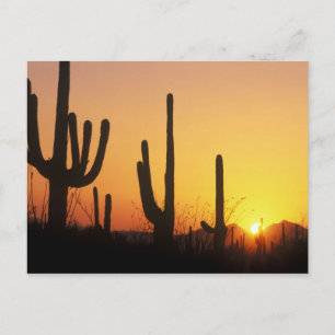 Postal N.A., EE. UU., AZ, Saguaro NP, Atardecer de Saguar