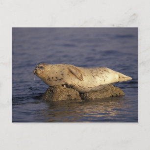 Postal N.A., EE. UU., California, Monterey. Foca común