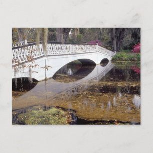 Postal N.A., EE.UU., Carolina del Sur, Charleston. Magnol