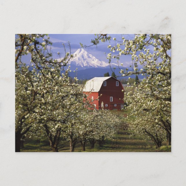 Postal N.A., EE. UU., Oregón, condado de Hood River. Rojo (Anverso)