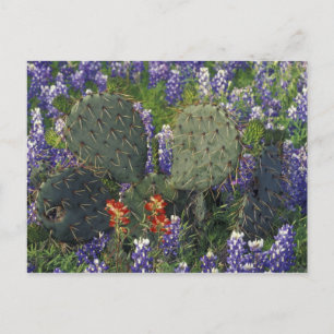 Postal N.A., EE. UU., Texas, Cactus rodeado de