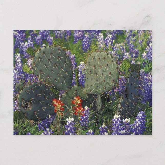Postal N.A., EE. UU., Texas, Cactus rodeado de (Anverso)