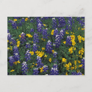 Postal N.A, EE. UU., Texas, Marble Falls, Blue Bonnets