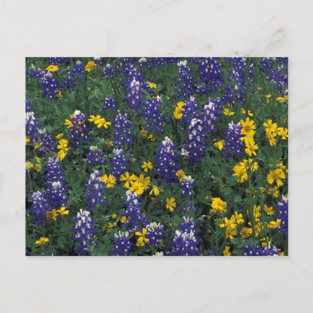Postal N.A, EE. UU., Texas, Marble Falls, Blue Bonnets (Anverso)