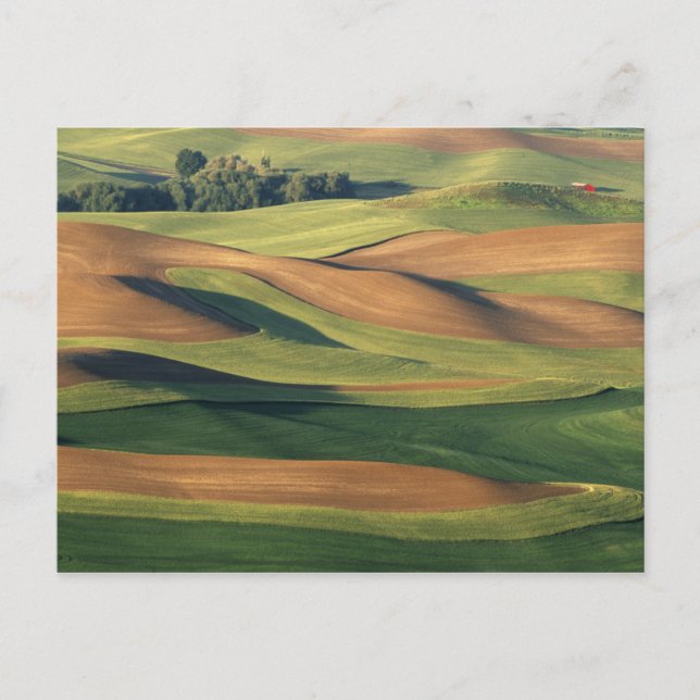 Postal N.A., EE.UU., Washington, Condado de Whitman. (Anverso)