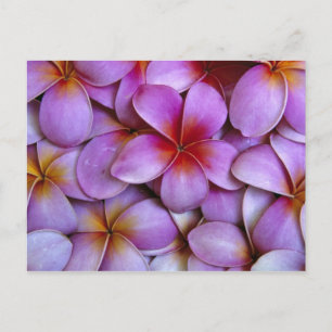 Postal N.A., EEUU, Maui, Hawaii. Flores de Plumeria rosa.