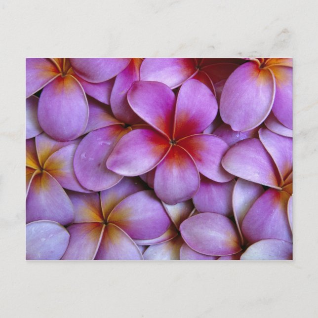Postal N.A., EEUU, Maui, Hawaii. Flores de Plumeria rosa. (Anverso)