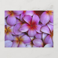 N.A., EEUU, Maui, Hawaii. Flores de Plumeria rosa.