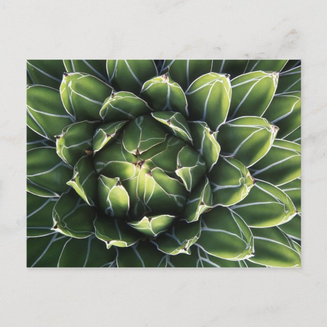 Postal N.A., Estados Unidos, Arizona, Tucson, desierto de (Anverso)