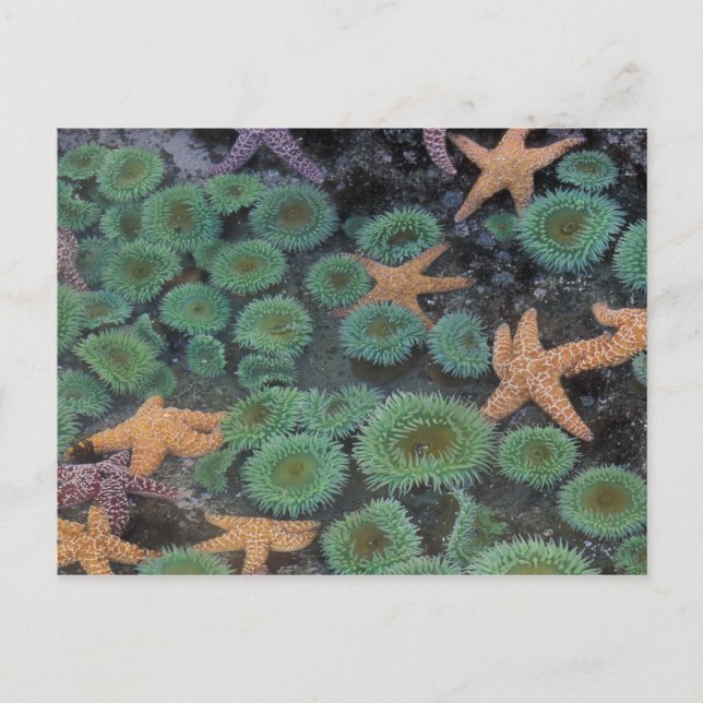 Postal N.A., Estados Unidos, Washington, Parque Nacional  (Anverso)