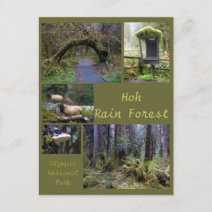 Postal N.P. Olímpico (bosque lluvioso Hoh 2)