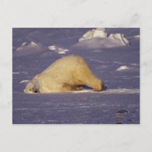 Postal NA, Canadá, Manitoba, Churchill, oso polar