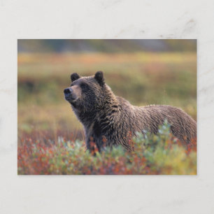 Postal NA, EE. UU., Alaska, Denali NP, Oso pardo