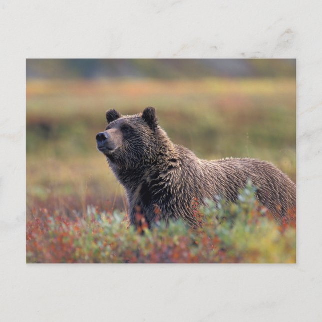 Postal NA, EE. UU., Alaska, Denali NP, Oso pardo (Anverso)