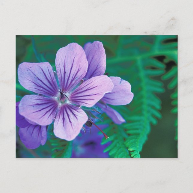 Postal NA, EE.UU., Alaska, Islas Aleutianas, salvaje (Anverso)