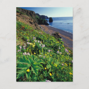 Postal NA, EE. UU., Alaska, Islas Semidi, Flores silvestr