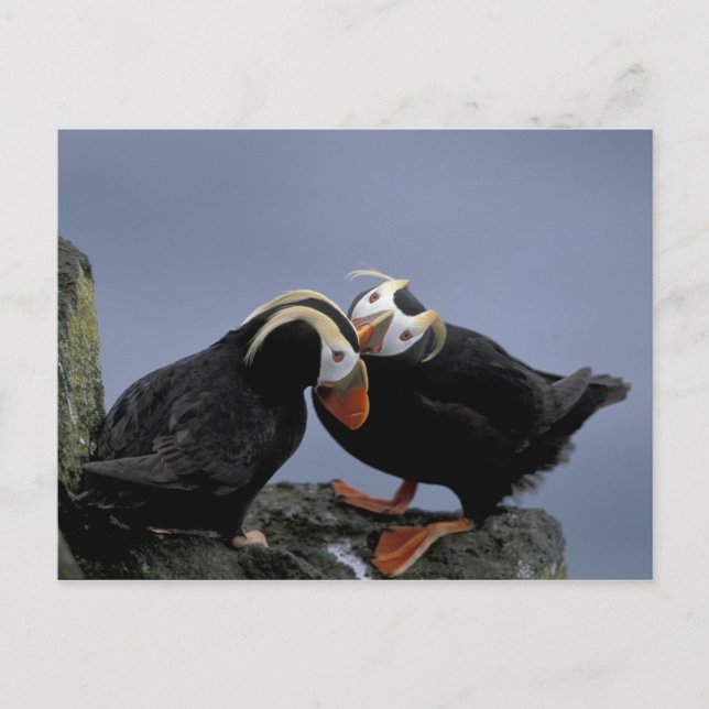 Postal NA, EE. UU., Alaska, Mar de Bering, Pribilofs. Cop (Anverso)