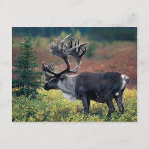 Postal NA, EE. UU., Alaska, Parque Nacional Denali, Carib