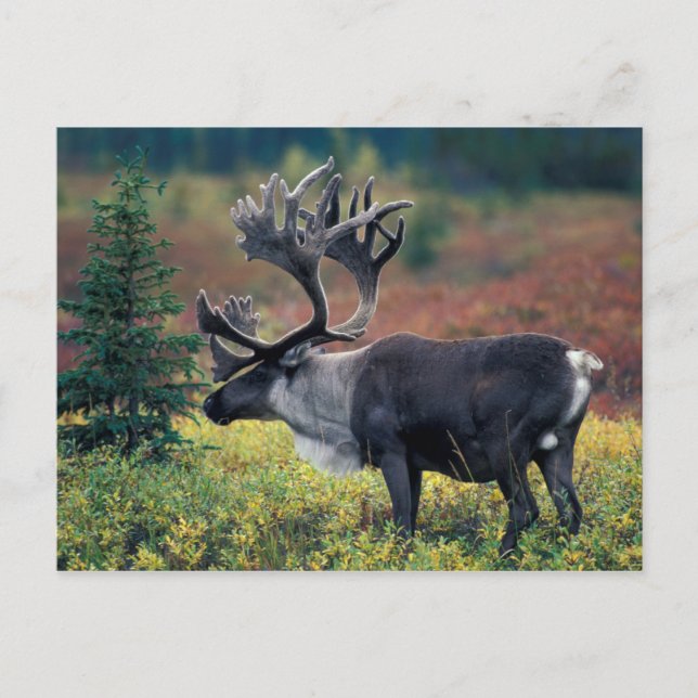 Postal NA, EE. UU., Alaska, Parque Nacional Denali, Carib (Anverso)