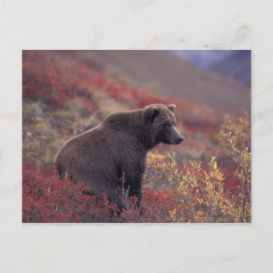 Postal NA, EE. UU., Alaska, PN Denali. Una hembra de oso 