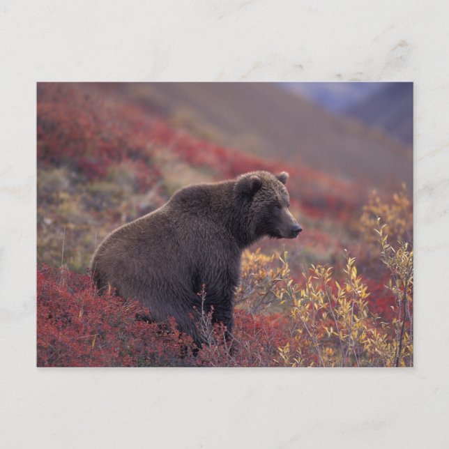 Postal NA, EE. UU., Alaska, PN Denali. Una hembra de oso  (Anverso)