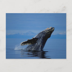 Postal NA, EE.UU., Alaska, sudeste de Alaska, interior