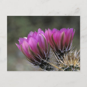 Postal NA, EE.UU., Arizona, desierto de Sonoran. Hedgehog