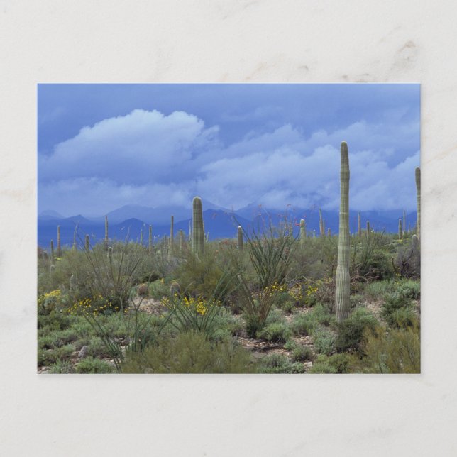 Postal NA, EE.UU., Arizona, Monumento Nacional Saguaro, (Anverso)