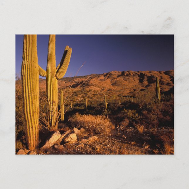 Postal NA, EE.UU., Arizona, Monumento Nacional Saguaro, (Anverso)