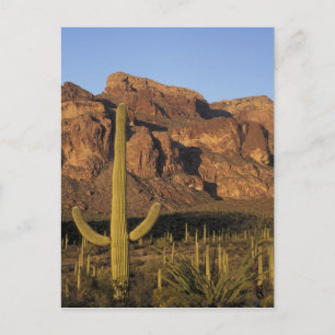 Postal NA, EE. UU., Arizona. Organ Pipe Cactus National