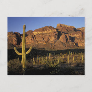 Postal NA, EE. UU., Arizona. Organ Pipe Cactus National 2