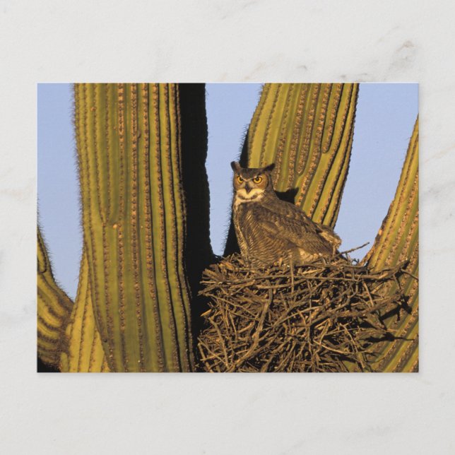 Postal NA, EE. UU., Arizona, Tucson. Búho cornudo (Anverso)