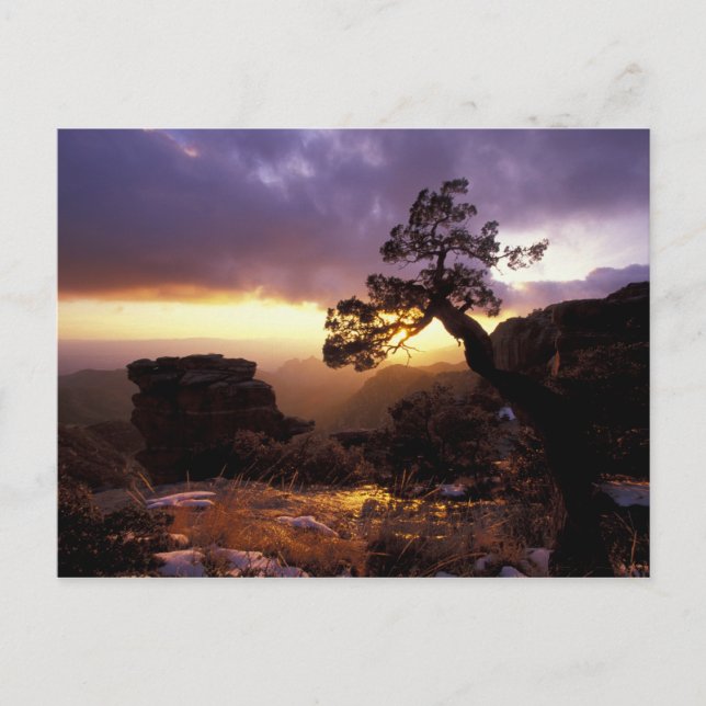 Postal NA, EE.UU., Arizona, Tucson, Sunset y solitario (Anverso)