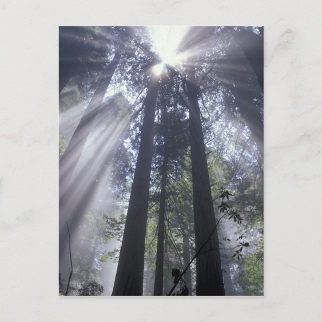 Postal NA, EE.UU., California. Estado de la Costa del Nor (Anverso)